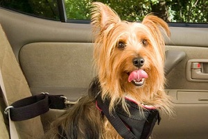 Перевозка домашних животных в автомобиле